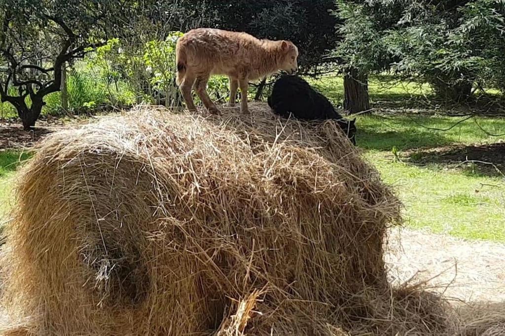Maison De Famille Avec Parc Arbore Montauban Dış mekan fotoğraf