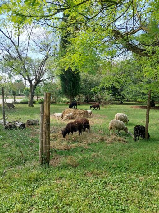 Maison De Famille Avec Parc Arbore Montauban Dış mekan fotoğraf